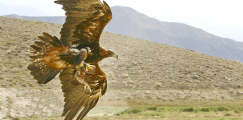 Bukhara – Djeyran reserve – Bukhara