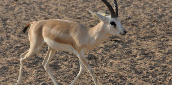 Samarkand - Zeravshan - Bukhara