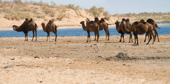 Desert Tour 3 (trekking):
