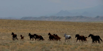 Samarkand - Zeravshan - Bukhara