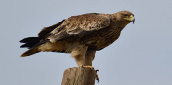 Bukhara – Djeyran reserve – Bukhara